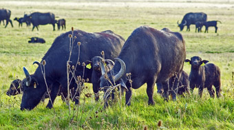 Foto: Ungarische Wasserbüffel